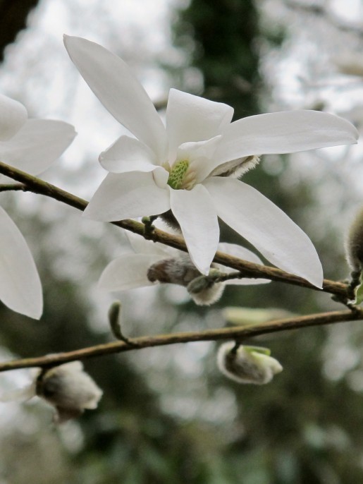 MagnoliaXProctoriana200319