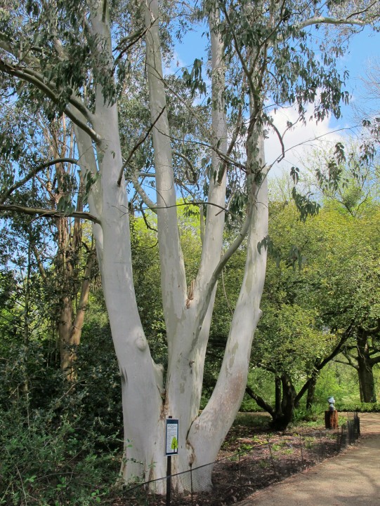 EucalyptusDalrympleana05052019